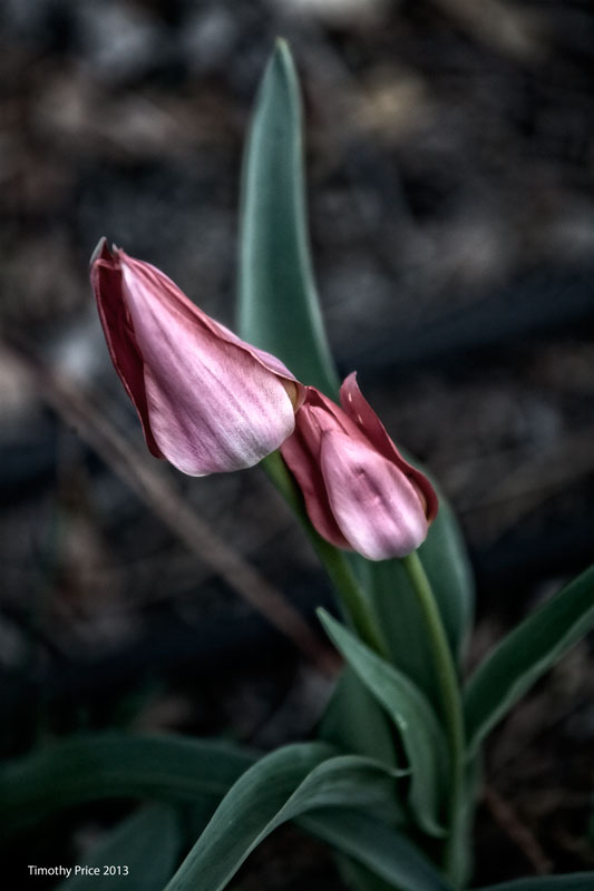 TwoTulips