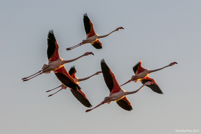 FlamingoFlight1