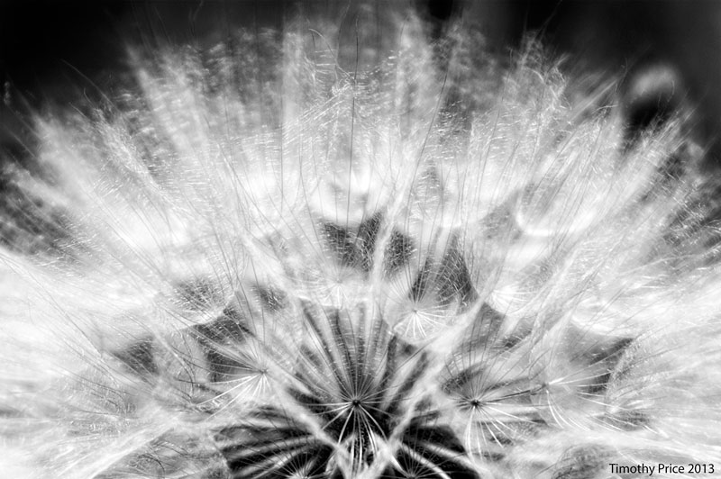 Dandelion