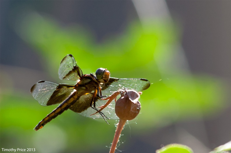 Dragonfly