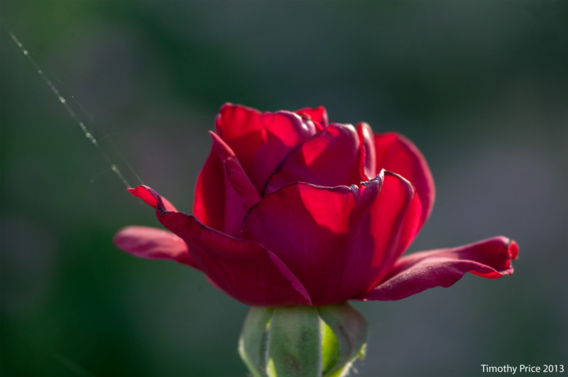 RedRose