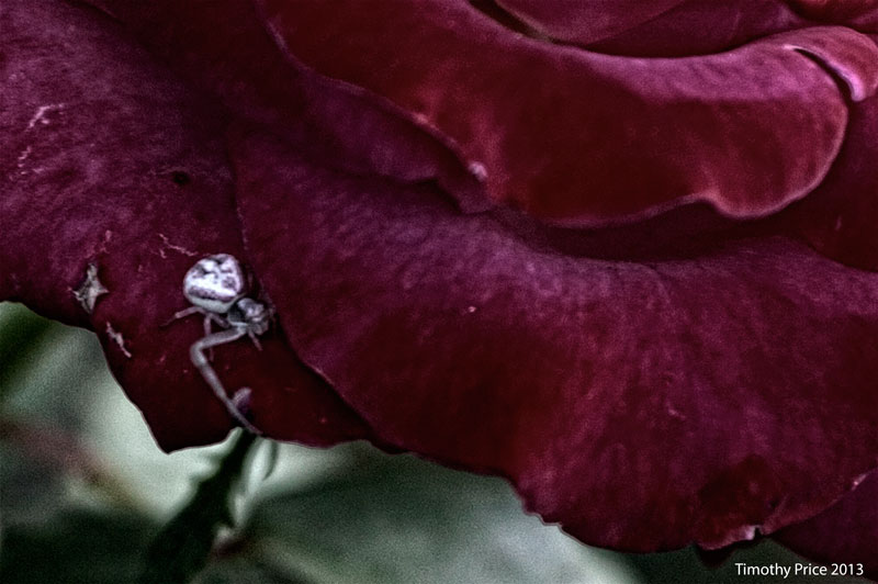 CrabSpider