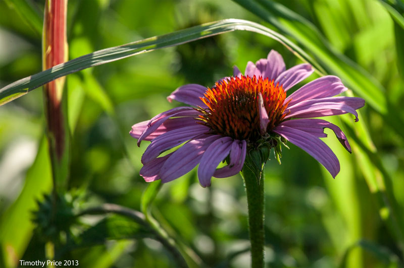 Echinacea