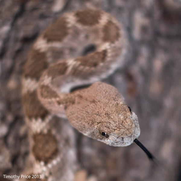 WesternDiamondBack1