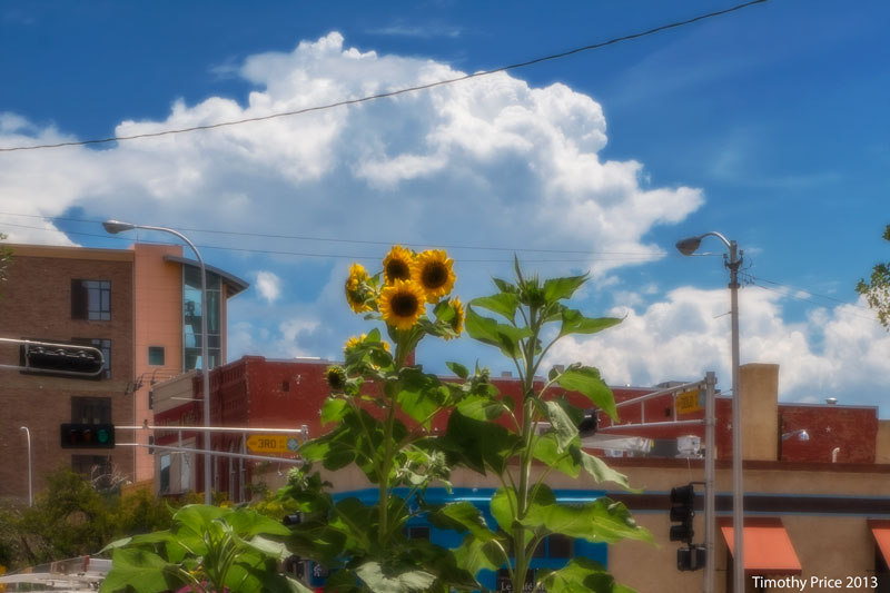 SunflowersDownTown