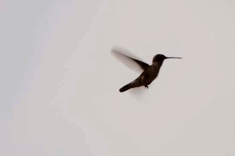 hummers