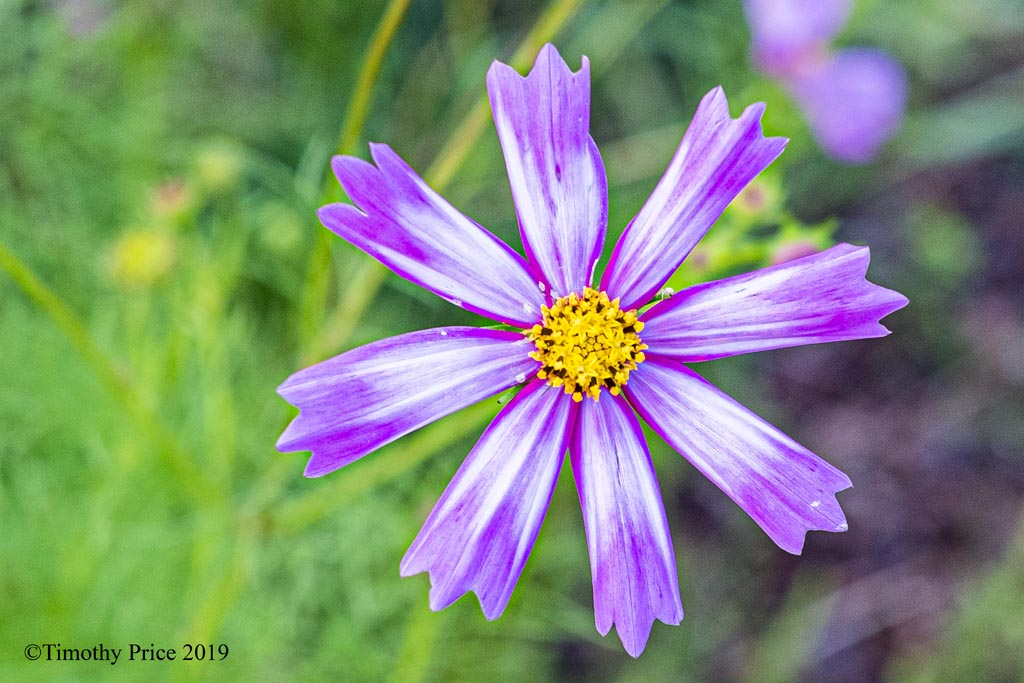 DSCF3745
