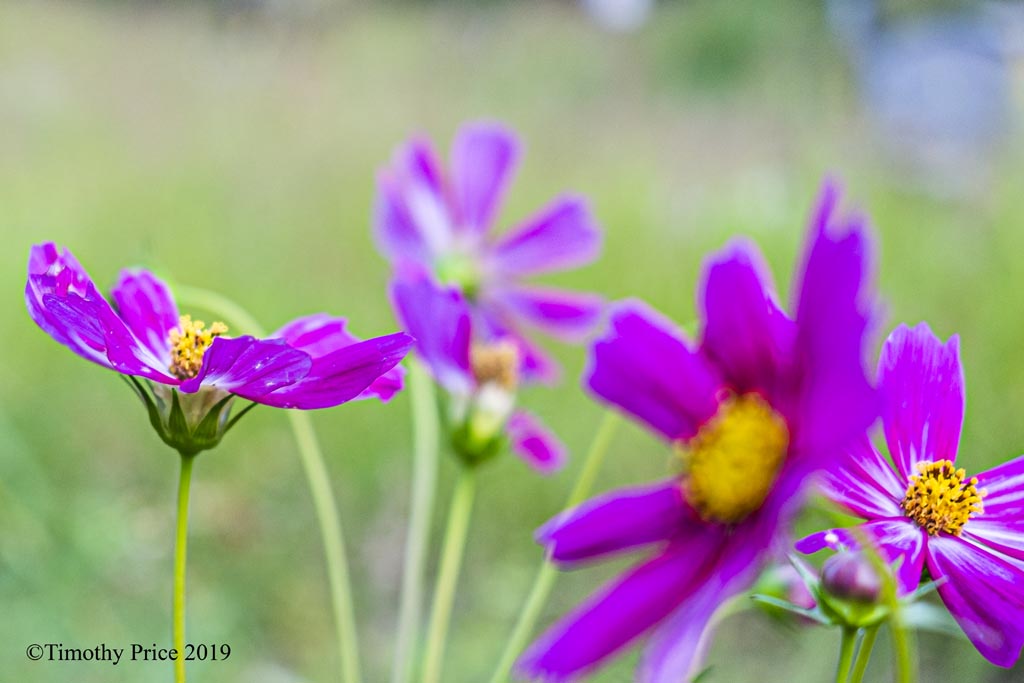 DSCF3750