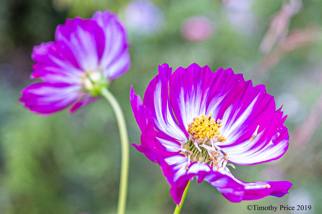 DSCF3754
